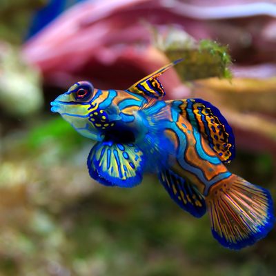 Mandarinfish