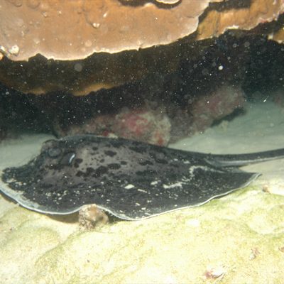 Marbled Ray