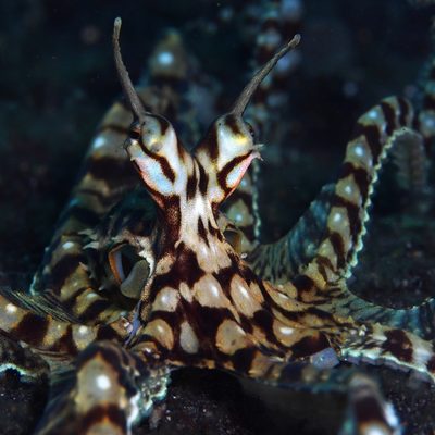 Mimic Octopus