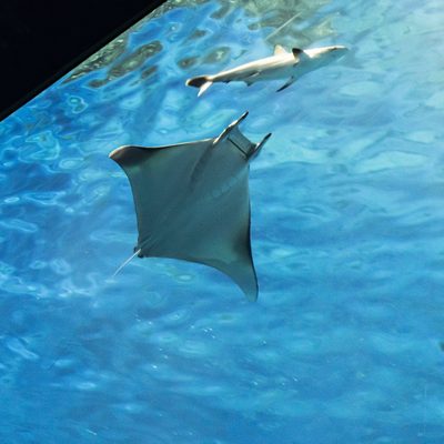 Mobula (Devil) Ray