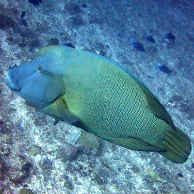 Napoleon (Humphead) Wrasse