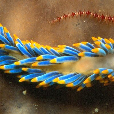 Nudibranchs