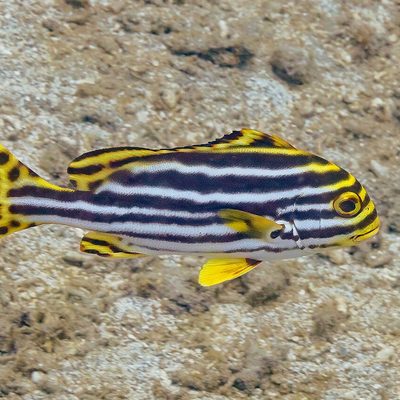 Oriental Sweetlips