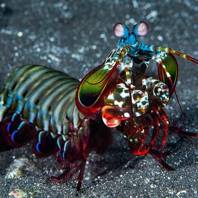 Peacock Mantis Shrimp