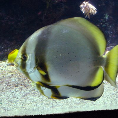 Pinnate Batfish