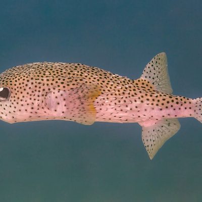 Porcupinefish