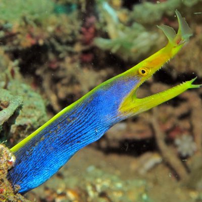 Ribbon Eel