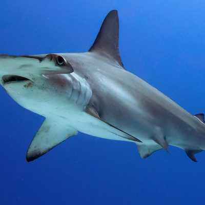Scalloped Hammerhead