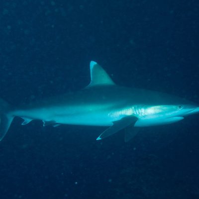 Silvertip Shark