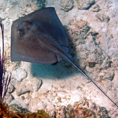 Southern Stingray