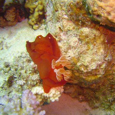 Spanish Dancer