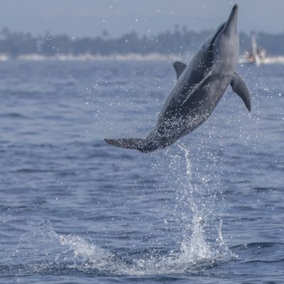 Spinner Dolphin