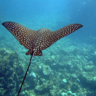 Spotted Eagle Ray