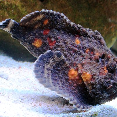 Reef Stonefish