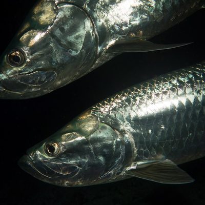 Atlantic Tarpon