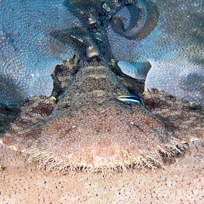 Tasselled Wobbegong