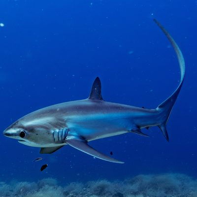 Pelagic Thresher Shark