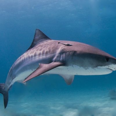Tiger Shark