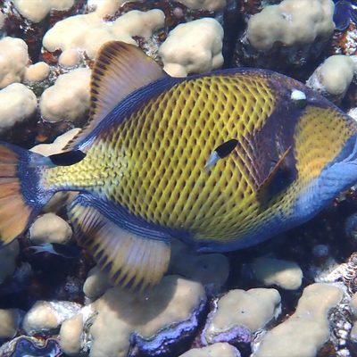 Titan Triggerfish