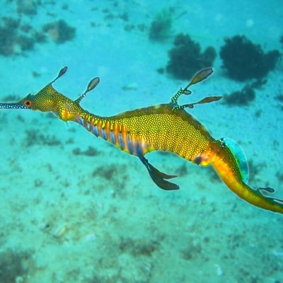 Weedy Seadragon