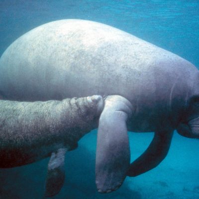 West Indian Manatee