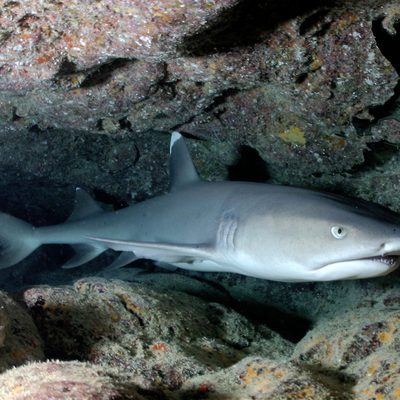 Whitetip Reef Shark