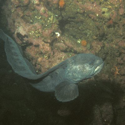 Wolf Eel