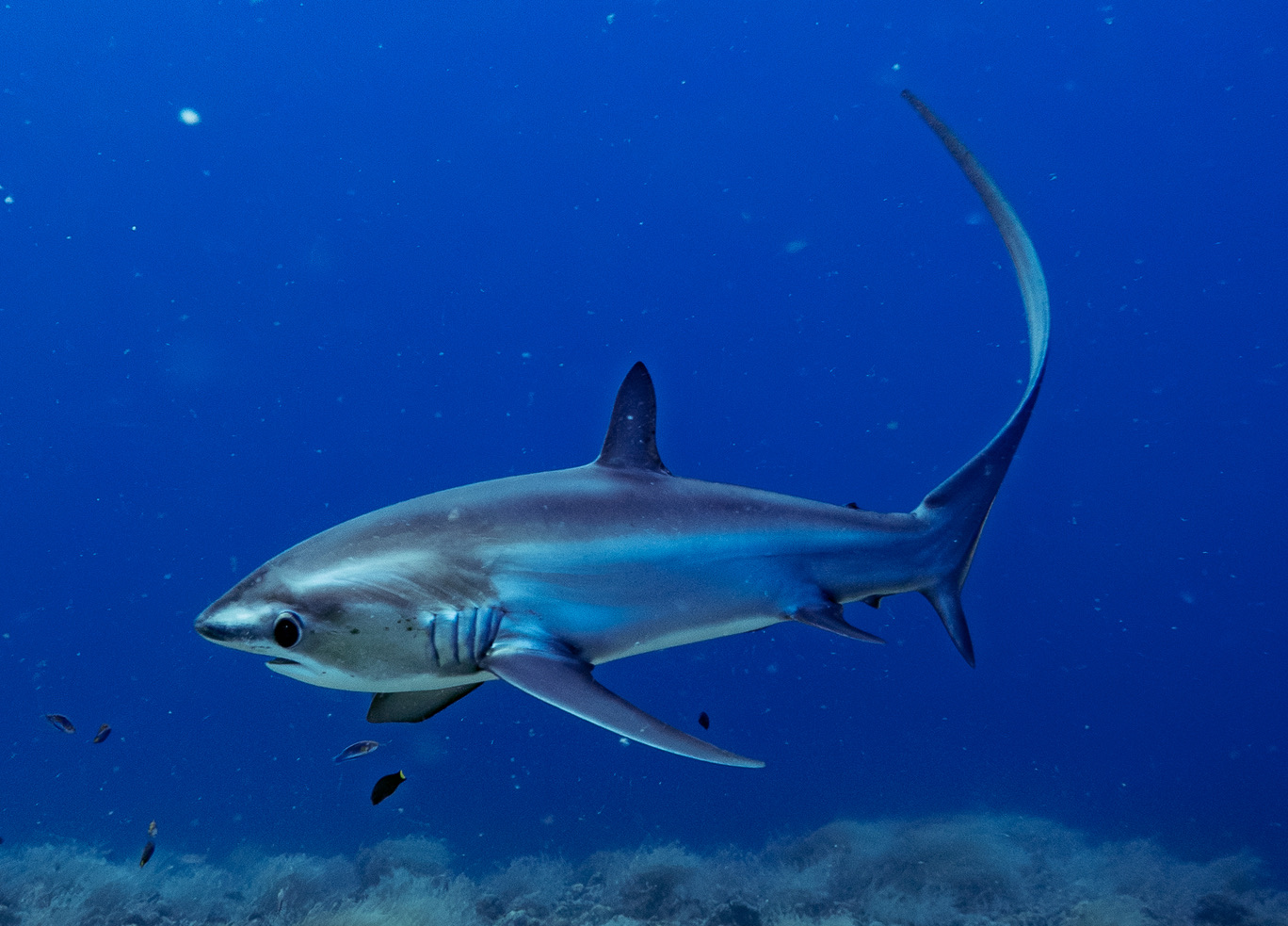 Pelagic Thresher Shark