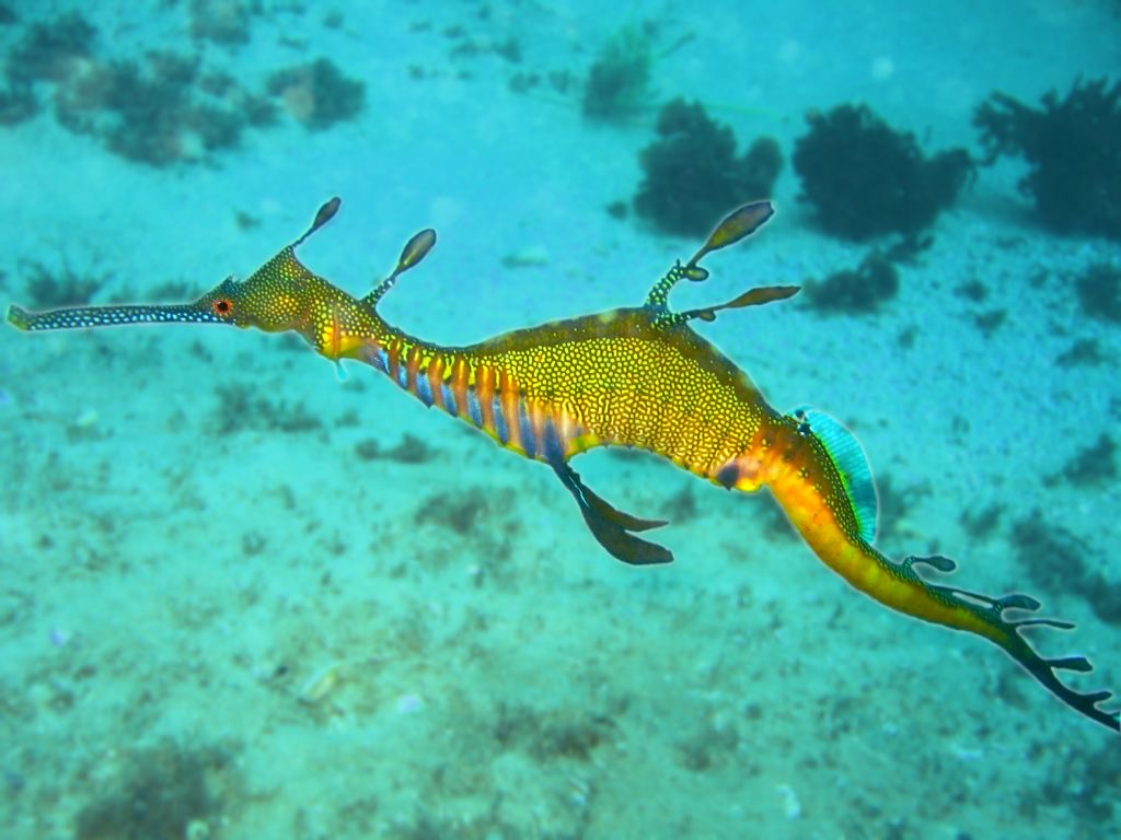 Weedy Seadragon
