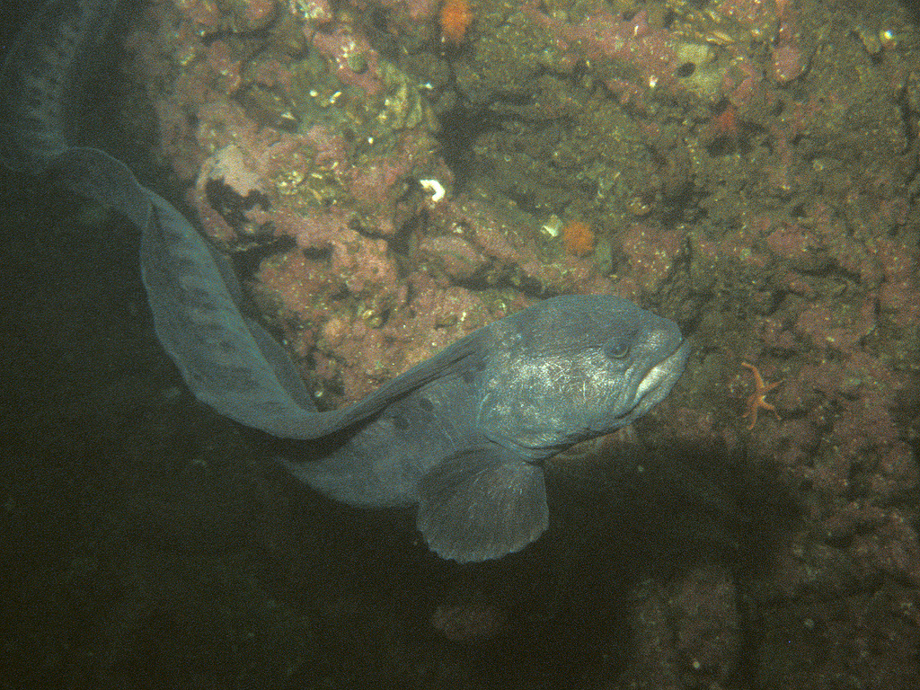 Wolf Eel