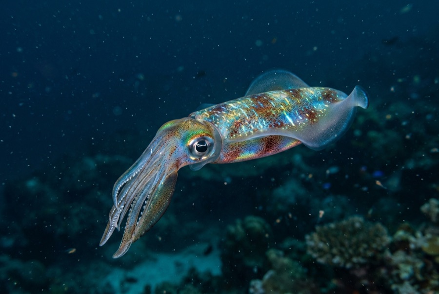 Bigfin Reef Squid — illustration