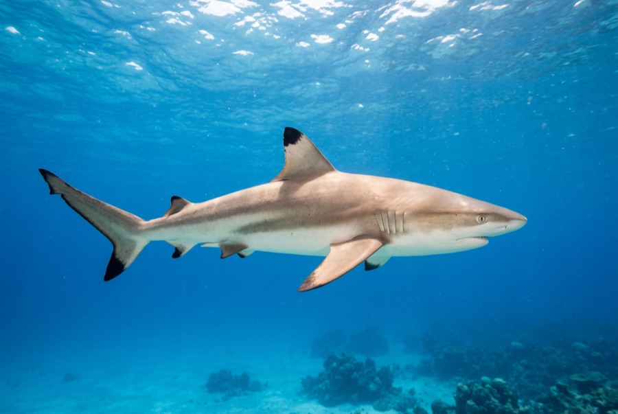 Blacktip Reef Shark — illustration