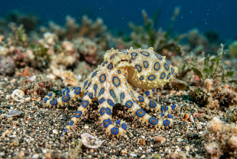 Blue-Ringed Octopus — illustration
