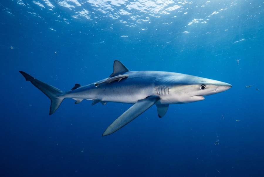 Blue Shark — illustration