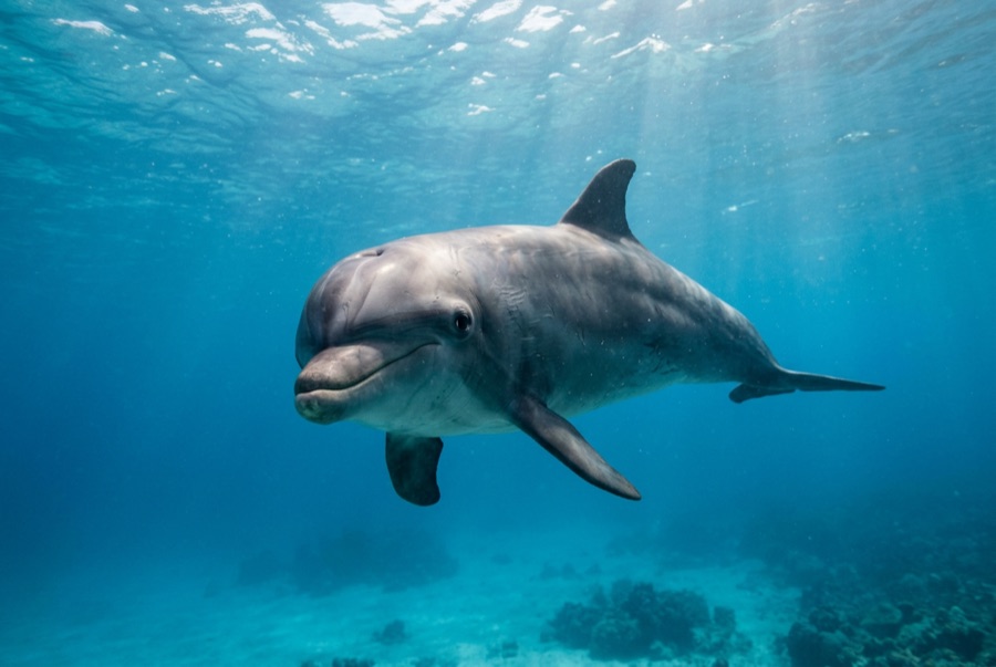 Bottlenose Dolphin — illustration