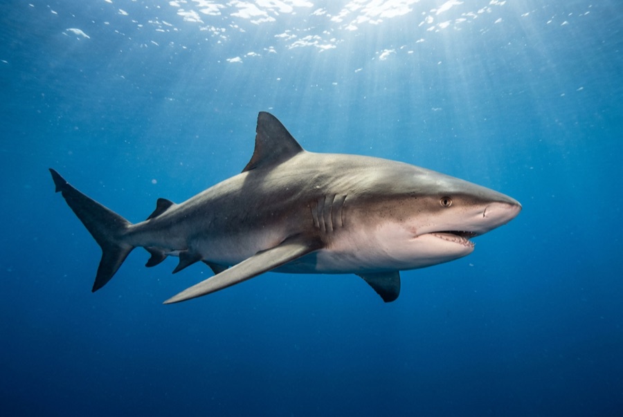 Bull Shark — illustration