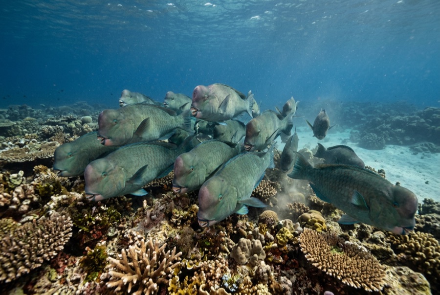 Bumphead Parrotfish — illustration