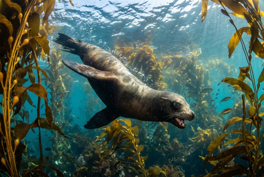 California Sea Lion — illustration