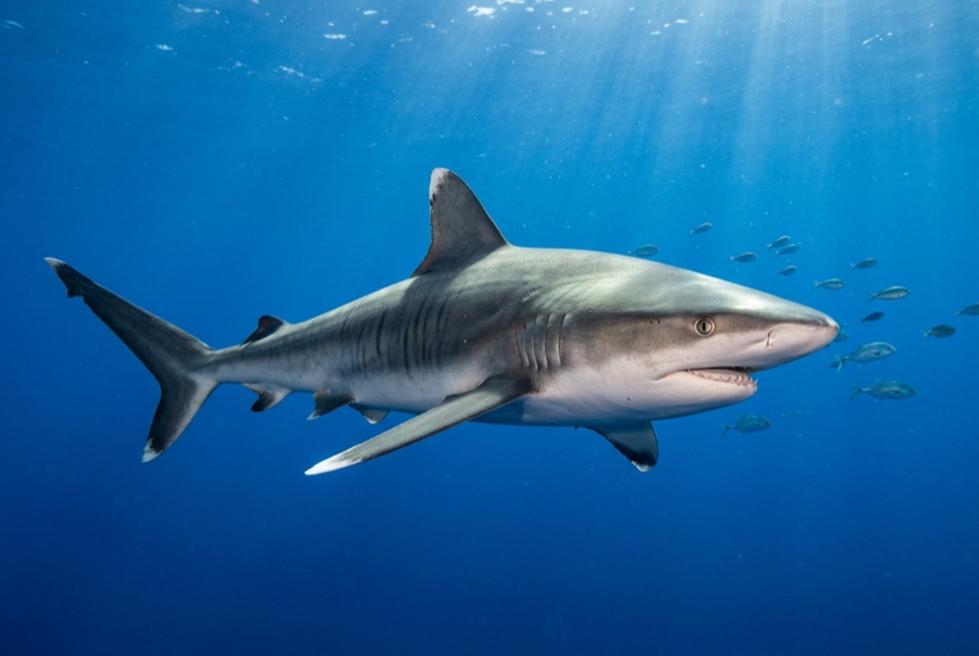 Caribbean Reef Shark — illustration