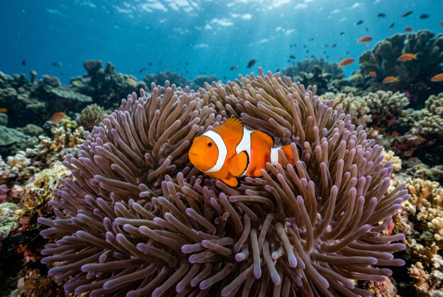 Clownfish & Anemonefish — illustration
