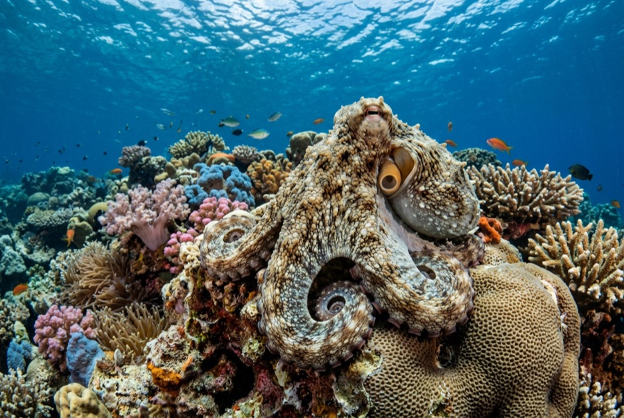 Common Reef (Day) Octopus — illustration