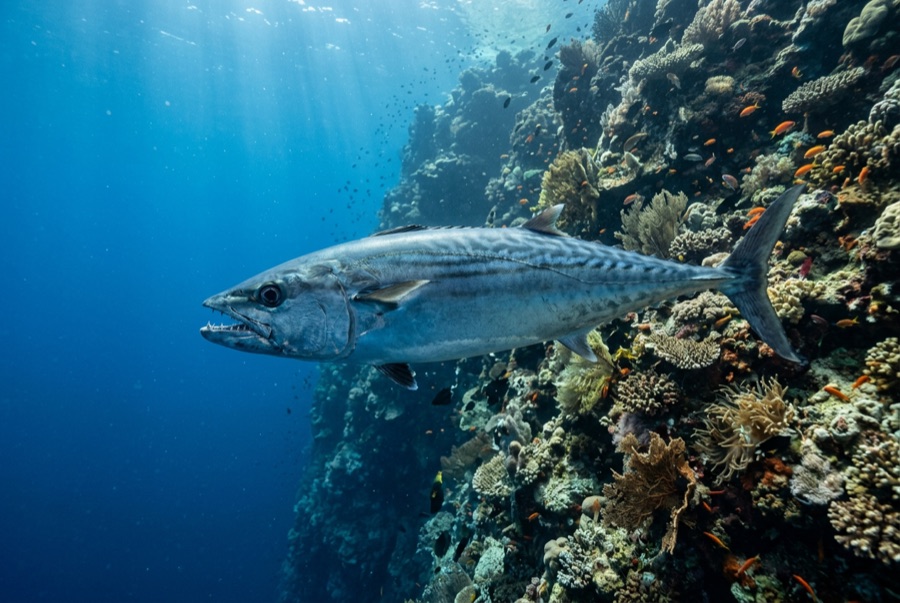 Dogtooth Tuna — illustration