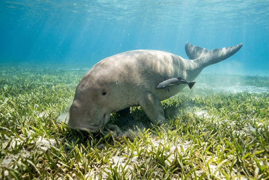 Dugong — illustration
