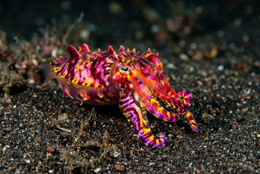 Flamboyant Cuttlefish — illustration