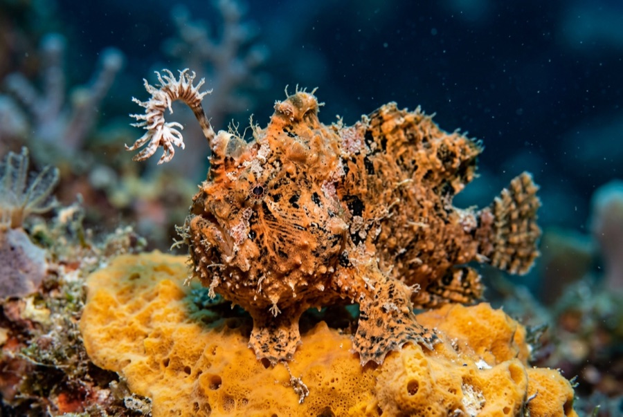 Frogfish — illustration