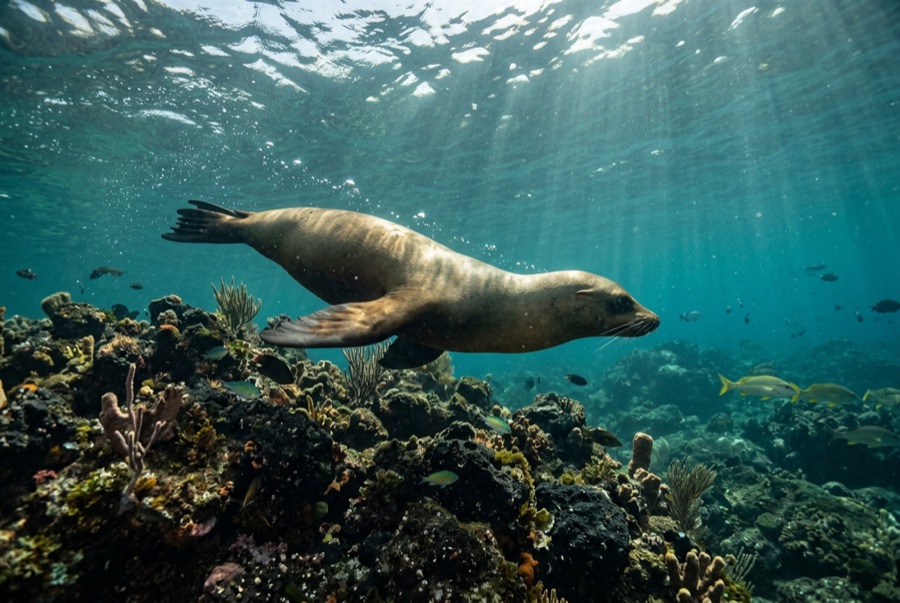 Galápagos Sea Lion — illustration