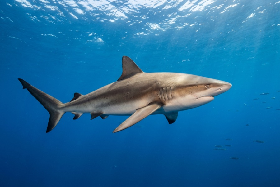 Galápagos Shark — illustration