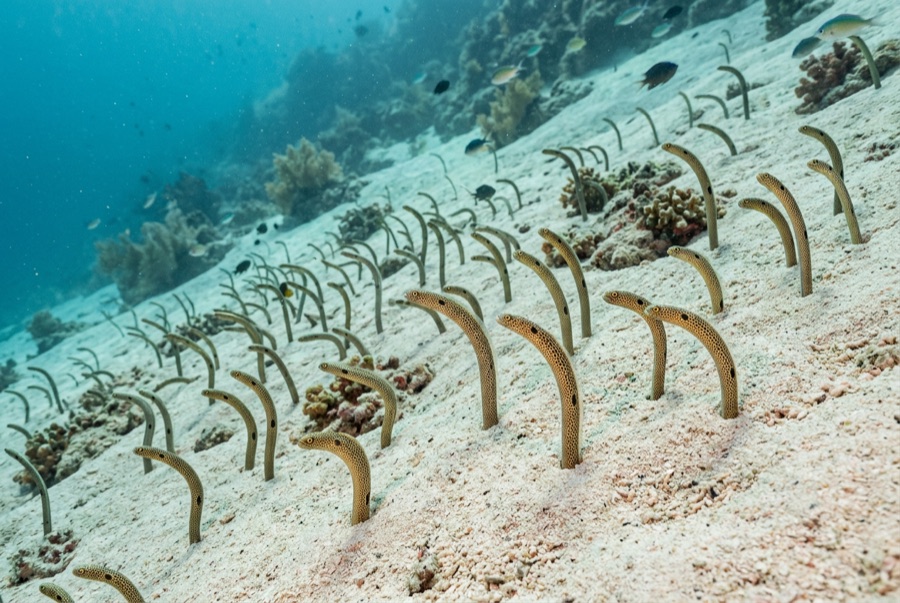 Garden Eel — illustration