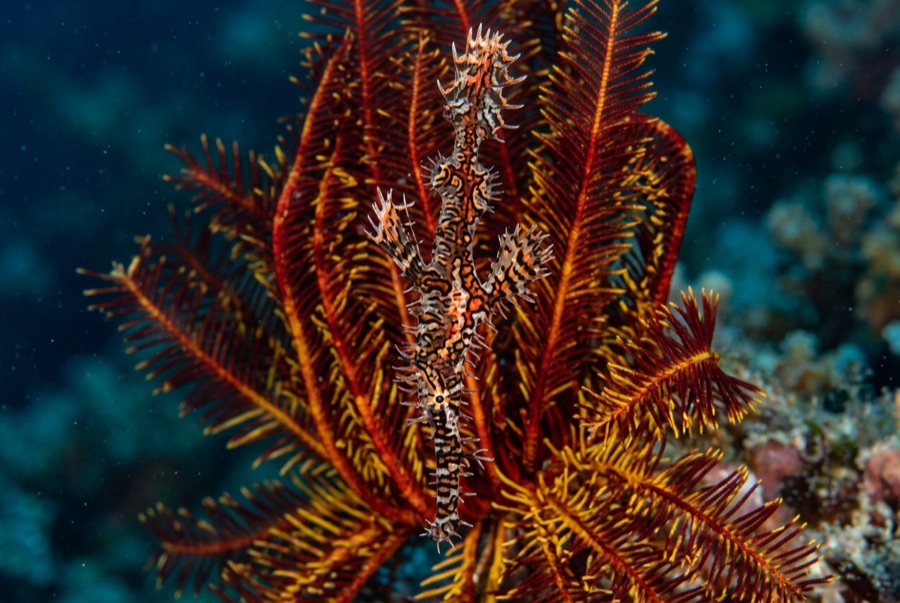 Ornate Ghost Pipefish — illustration