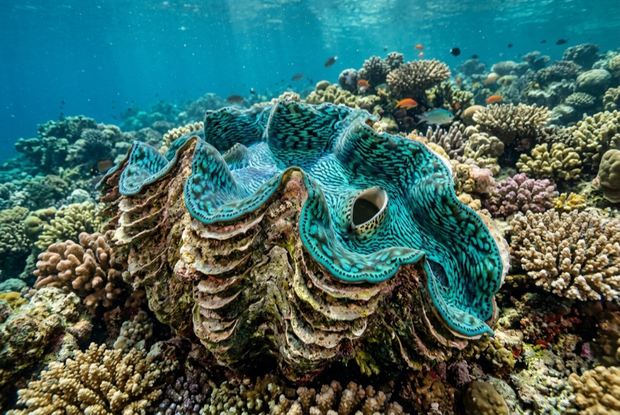 Giant Clam — illustration